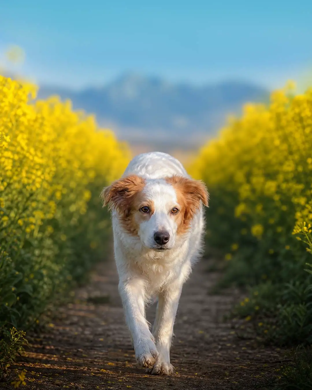 Hundefotos mit KI