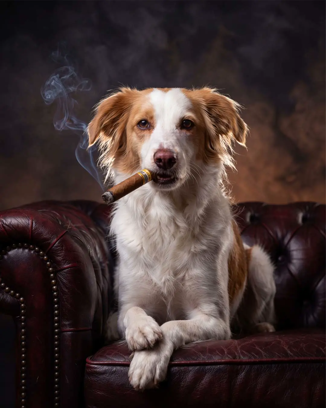 Hundefotos mit KI